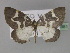  (Hydrelia sjoestedti - BC ZSM Lep 29351)  @14 [ ] CreativeCommons - Attribution Non-Commercial Share-Alike (2010) Unspecified SNSB, Zoologische Staatssammlung Muenchen