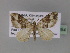  (Xanthorhoe AH07Tz - BC ZSM Lep 29354)  @14 [ ] CreativeCommons - Attribution Non-Commercial Share-Alike (2010) Unspecified SNSB, Zoologische Staatssammlung Muenchen