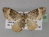  (Xanthorhoe AH08Tz - BC ZSM Lep 29355)  @13 [ ] CreativeCommons - Attribution Non-Commercial Share-Alike (2010) Unspecified SNSB, Zoologische Staatssammlung Muenchen