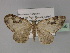  (Xanthorhoe AH09Tz - BC ZSM Lep 29356)  @14 [ ] CreativeCommons - Attribution Non-Commercial Share-Alike (2010) Unspecified SNSB, Zoologische Staatssammlung Muenchen