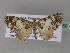  ( - BC ZSM Lep 29360)  @13 [ ] CreativeCommons - Attribution Non-Commercial Share-Alike (2010) Unspecified SNSB, Zoologische Staatssammlung Muenchen