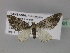  (Eupithecia dilucidaAH04Tz - BC ZSM Lep 29361)  @13 [ ] CreativeCommons - Attribution Non-Commercial Share-Alike (2010) Unspecified SNSB, Zoologische Staatssammlung Muenchen
