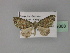  ( - BC ZSM Lep 29368)  @13 [ ] CreativeCommons - Attribution Non-Commercial Share-Alike (2010) Unspecified SNSB, Zoologische Staatssammlung Muenchen