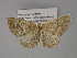  (Asthenotricha AH05Tz - BC ZSM Lep 29370)  @11 [ ] CreativeCommons - Attribution Non-Commercial Share-Alike (2010) Unspecified SNSB, Zoologische Staatssammlung Muenchen