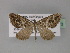  (Scotopteryx AH02Tz - BC ZSM Lep 29373)  @12 [ ] CreativeCommons - Attribution Non-Commercial Share-Alike (2010) Unspecified SNSB, Zoologische Staatssammlung Muenchen