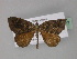  (Gonanticlea AH05Tz - BC ZSM Lep 29377)  @13 [ ] CreativeCommons - Attribution Non-Commercial Share-Alike (2010) Unspecified SNSB, Zoologische Staatssammlung Muenchen