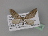  (Eupithecia mendosariaAH05Tz - BC ZSM Lep 29381)  @13 [ ] CreativeCommons - Attribution Non-Commercial Share-Alike (2010) Unspecified SNSB, Zoologische Staatssammlung Muenchen