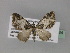  ( - BC ZSM Lep 29384)  @14 [ ] CreativeCommons - Attribution Non-Commercial Share-Alike (2010) Unspecified SNSB, Zoologische Staatssammlung Muenchen
