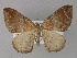  (Asthenotricha AH06Tz - BC ZSM Lep 29385)  @14 [ ] CreativeCommons - Attribution Non-Commercial Share-Alike (2010) Unspecified SNSB, Zoologische Staatssammlung Muenchen