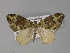  ( - BC ZSM Lep 29386)  @13 [ ] CreativeCommons - Attribution Non-Commercial Share-Alike (2010) Unspecified SNSB, Zoologische Staatssammlung Muenchen