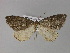  (Xylopteryx AH03Tz - BC ZSM Lep 29389)  @14 [ ] CreativeCommons - Attribution Non-Commercial Share-Alike (2010) Unspecified SNSB, Zoologische Staatssammlung Muenchen