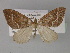  (Asthenotricha AH07Tz - BC ZSM Lep 29390)  @14 [ ] CreativeCommons - Attribution Non-Commercial Share-Alike (2010) Unspecified SNSB, Zoologische Staatssammlung Muenchen