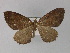  (Xylopteryx AH04Tz - BC ZSM Lep 29391)  @14 [ ] CreativeCommons - Attribution Non-Commercial Share-Alike (2010) Unspecified SNSB, Zoologische Staatssammlung Muenchen
