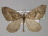  (Pseudolarentia - BC ZSM Lep 29395)  @14 [ ] CreativeCommons - Attribution Non-Commercial Share-Alike (2010) Unspecified SNSB, Zoologische Staatssammlung Muenchen