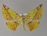  (Pseudomiza AH01Pk - BC ZSM Lep 29397)  @13 [ ] CreativeCommons - Attribution Non-Commercial Share-Alike (2010) Unspecified SNSB, Zoologische Staatssammlung Muenchen