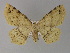  ( - BC ZSM Lep 29398)  @11 [ ] CreativeCommons - Attribution Non-Commercial Share-Alike (2010) Unspecified SNSB, Zoologische Staatssammlung Muenchen