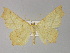  (Ennomos effactariaAH01Pk - BC ZSM Lep 29400)  @11 [ ] CreativeCommons - Attribution Non-Commercial Share-Alike (2010) Unspecified SNSB, Zoologische Staatssammlung Muenchen