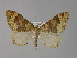  ( - BC ZSM Lep 29411)  @11 [ ] CreativeCommons - Attribution Non-Commercial Share-Alike (2010) Unspecified SNSB, Zoologische Staatssammlung Muenchen