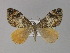  (Dysstroma AH02Pk - BC ZSM Lep 29419)  @11 [ ] CreativeCommons - Attribution Non-Commercial Share-Alike (2010) Unspecified SNSB, Zoologische Staatssammlung Muenchen