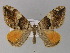  (Amnesicoma - BC ZSM Lep 29420)  @14 [ ] CreativeCommons - Attribution Non-Commercial Share-Alike (2010) Unspecified SNSB, Zoologische Staatssammlung Muenchen