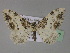  (Catarhoe semnana - BC ZSM Lep 29422)  @13 [ ] CreativeCommons - Attribution Non-Commercial Share-Alike (2010) Unspecified SNSB, Zoologische Staatssammlung Muenchen