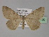  (Acanthovalva inconspicuariaAH01Pk - BC ZSM Lep 29430)  @11 [ ] CreativeCommons - Attribution Non-Commercial Share-Alike (2010) Unspecified SNSB, Zoologische Staatssammlung Muenchen