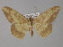  (Luxiaria AH01Pk - BC ZSM Lep 29435)  @11 [ ] CreativeCommons - Attribution Non-Commercial Share-Alike (2010) Unspecified SNSB, Zoologische Staatssammlung Muenchen