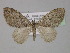  (Heterothera AH01Pk - BC ZSM Lep 29436)  @11 [ ] CreativeCommons - Attribution Non-Commercial Share-Alike (2010) Unspecified SNSB, Zoologische Staatssammlung Muenchen