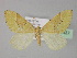  (Cidaria AH01Pk - BC ZSM Lep 29437)  @11 [ ] CreativeCommons - Attribution Non-Commercial Share-Alike (2010) Unspecified SNSB, Zoologische Staatssammlung Muenchen