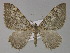  (Rheumaptera alternata - BC ZSM Lep 29451)  @11 [ ] CreativeCommons - Attribution Non-Commercial Share-Alike (2010) Unspecified SNSB, Zoologische Staatssammlung Muenchen