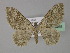  (Euphyia AH01Pk - BC ZSM Lep 29455)  @14 [ ] CreativeCommons - Attribution Non-Commercial Share-Alike (2010) Unspecified SNSB, Zoologische Staatssammlung Muenchen