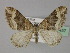  (Xanthorhoe AH03Pk - BC ZSM Lep 29457)  @11 [ ] CreativeCommons - Attribution Non-Commercial Share-Alike (2010) Unspecified SNSB, Zoologische Staatssammlung Muenchen