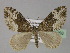  (Xanthorhoe AH04Pk - BC ZSM Lep 29458)  @14 [ ] CreativeCommons - Attribution Non-Commercial Share-Alike (2010) Unspecified SNSB, Zoologische Staatssammlung Muenchen