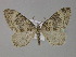  ( - BC ZSM Lep 29460)  @14 [ ] CreativeCommons - Attribution Non-Commercial Share-Alike (2010) Unspecified SNSB, Zoologische Staatssammlung Muenchen