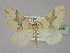  ( - BC ZSM Lep 29466)  @11 [ ] CreativeCommons - Attribution Non-Commercial Share-Alike (2010) Unspecified SNSB, Zoologische Staatssammlung Muenchen