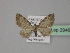  ( - BC ZSM Lep 29468)  @12 [ ] CreativeCommons - Attribution Non-Commercial Share-Alike (2010) Unspecified SNSB, Zoologische Staatssammlung Muenchen