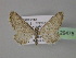  (Eupithecia AH06Pk - BC ZSM Lep 29475)  @13 [ ] CreativeCommons - Attribution Non-Commercial Share-Alike (2010) Unspecified SNSB, Zoologische Staatssammlung Muenchen