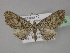  (Eupithecia AH10Pk - BC ZSM Lep 29479)  @11 [ ] CreativeCommons - Attribution Non-Commercial Share-Alike (2010) Unspecified SNSB, Zoologische Staatssammlung Muenchen