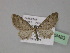  (Eupithecia AH14Pk - BC ZSM Lep 29483)  @11 [ ] CreativeCommons - Attribution Non-Commercial Share-Alike (2010) Unspecified SNSB, Zoologische Staatssammlung Muenchen