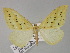  (Loxaspilates punctigera - BC ZSM Lep 29487)  @11 [ ] CreativeCommons - Attribution Non-Commercial Share-Alike (2010) Unspecified SNSB, Zoologische Staatssammlung Muenchen