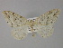  ( - BC ZSM Lep 29488)  @11 [ ] CreativeCommons - Attribution Non-Commercial Share-Alike (2010) Unspecified SNSB, Zoologische Staatssammlung Muenchen