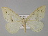  (Loxaspilates AH04Pk - BC ZSM Lep 29489)  @11 [ ] CreativeCommons - Attribution Non-Commercial Share-Alike (2010) Unspecified SNSB, Zoologische Staatssammlung Muenchen