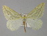  (Loxaspilates AH05Pk - BC ZSM Lep 29490)  @11 [ ] CreativeCommons - Attribution Non-Commercial Share-Alike (2010) Unspecified SNSB, Zoologische Staatssammlung Muenchen