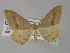  ( - BC ZSM Lep 29491)  @11 [ ] CreativeCommons - Attribution Non-Commercial Share-Alike (2010) Unspecified SNSB, Zoologische Staatssammlung Muenchen