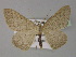  ( - BC ZSM Lep 29492)  @11 [ ] CreativeCommons - Attribution Non-Commercial Share-Alike (2010) Unspecified SNSB, Zoologische Staatssammlung Muenchen