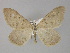  ( - BC ZSM Lep 29493)  @11 [ ] CreativeCommons - Attribution Non-Commercial Share-Alike (2010) Unspecified SNSB, Zoologische Staatssammlung Muenchen
