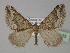  ( - BC ZSM Lep 29495)  @13 [ ] CreativeCommons - Attribution Non-Commercial Share-Alike (2010) Unspecified SNSB, Zoologische Staatssammlung Muenchen