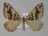  (Scotopteryx AH01Pk - BC ZSM Lep 29498)  @11 [ ] CreativeCommons - Attribution Non-Commercial Share-Alike (2010) Unspecified SNSB, Zoologische Staatssammlung Muenchen
