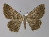  (Gnophos AH01Pk - BC ZSM Lep 29505)  @14 [ ] CreativeCommons - Attribution Non-Commercial Share-Alike (2010) Unspecified SNSB, Zoologische Staatssammlung Muenchen