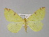  (Opisthograptis AH01Pk - BC ZSM Lep 29515)  @11 [ ] CreativeCommons - Attribution Non-Commercial Share-Alike (2010) Unspecified SNSB, Zoologische Staatssammlung Muenchen